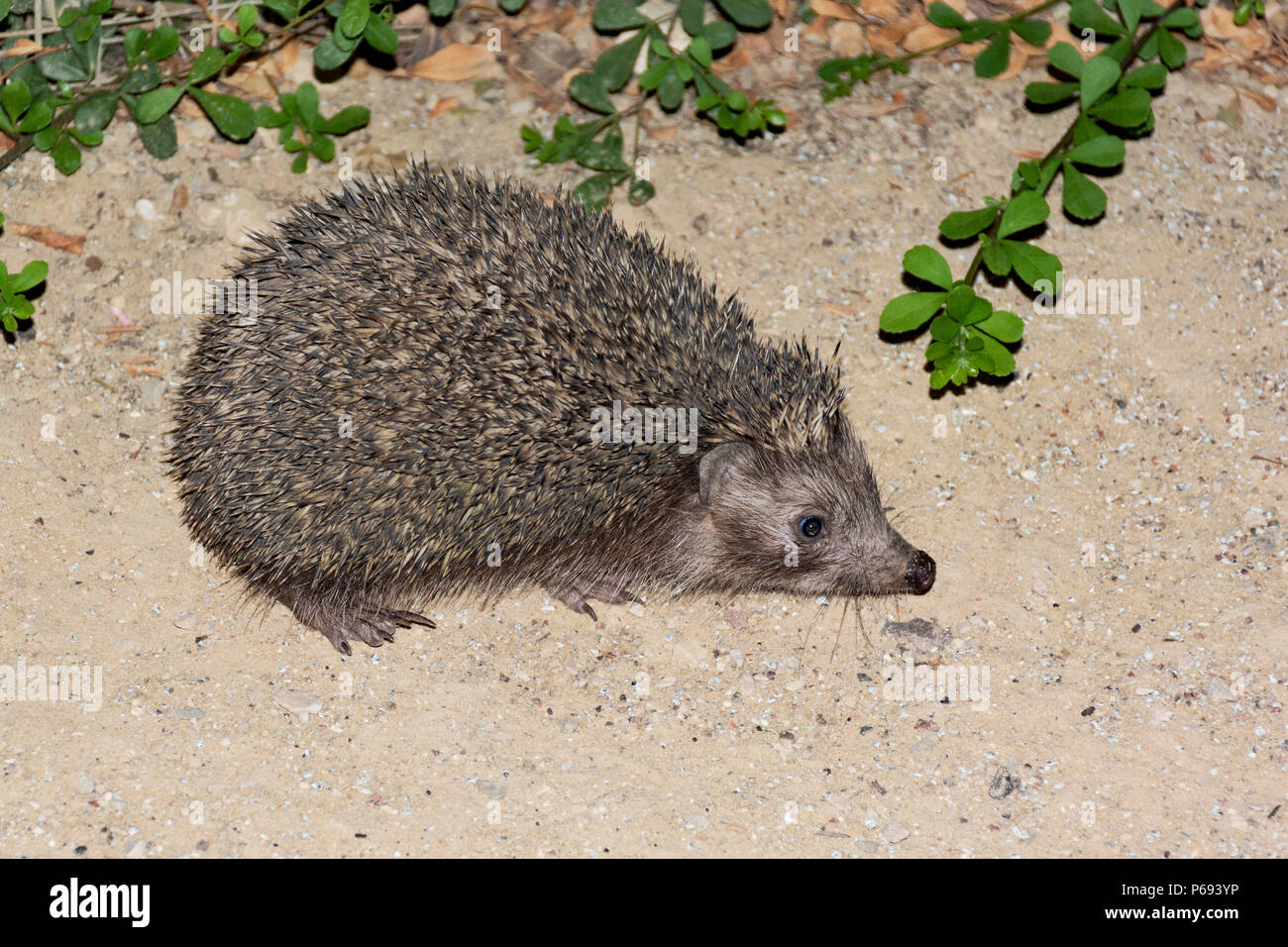 Eastern european hedgehog hi-res stock photography and images - Alamy