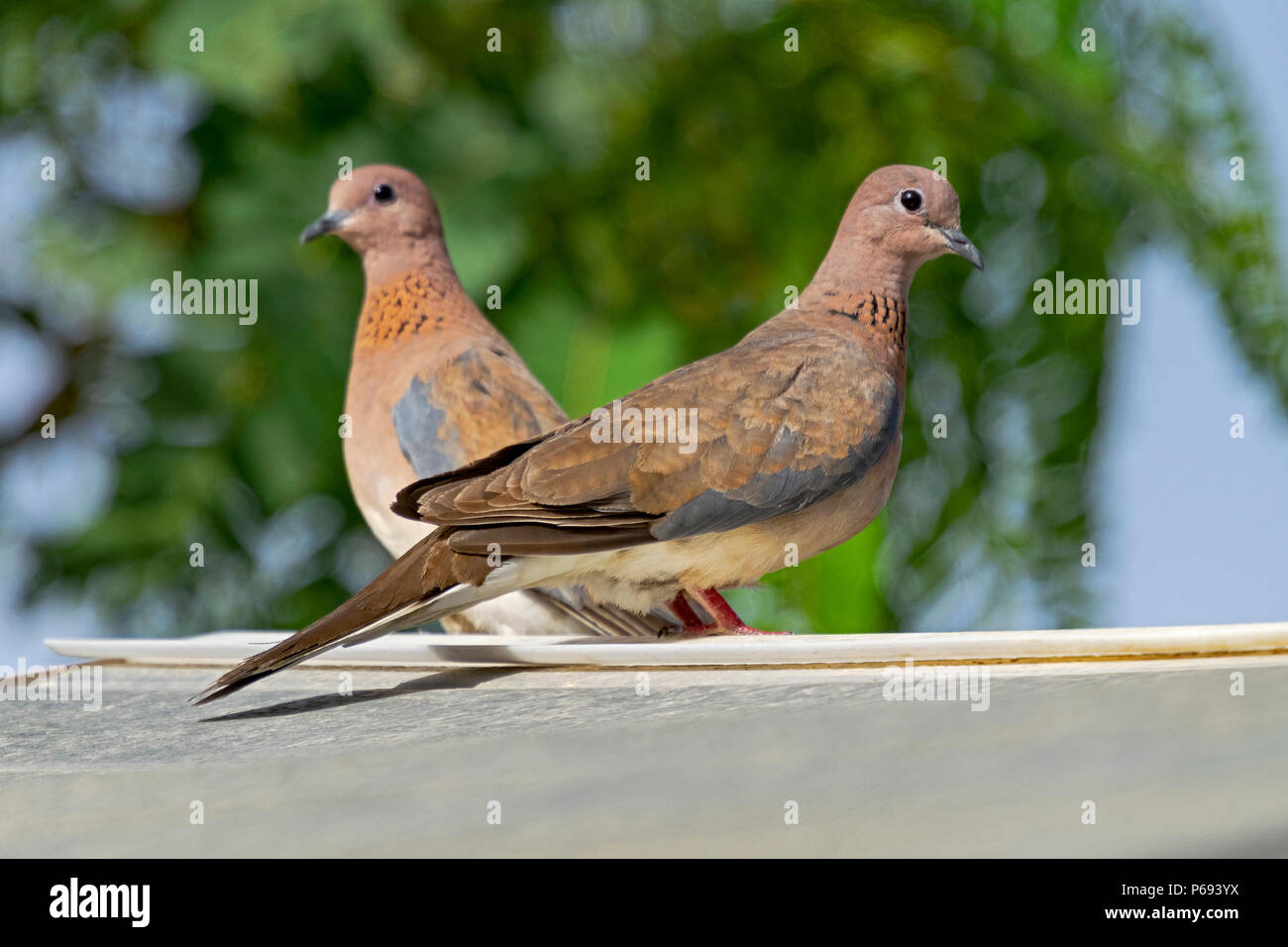 mated pair of laughing doves Spilopelia senegalensis on a garden shed with an out of focus tree in the background Stock Photo