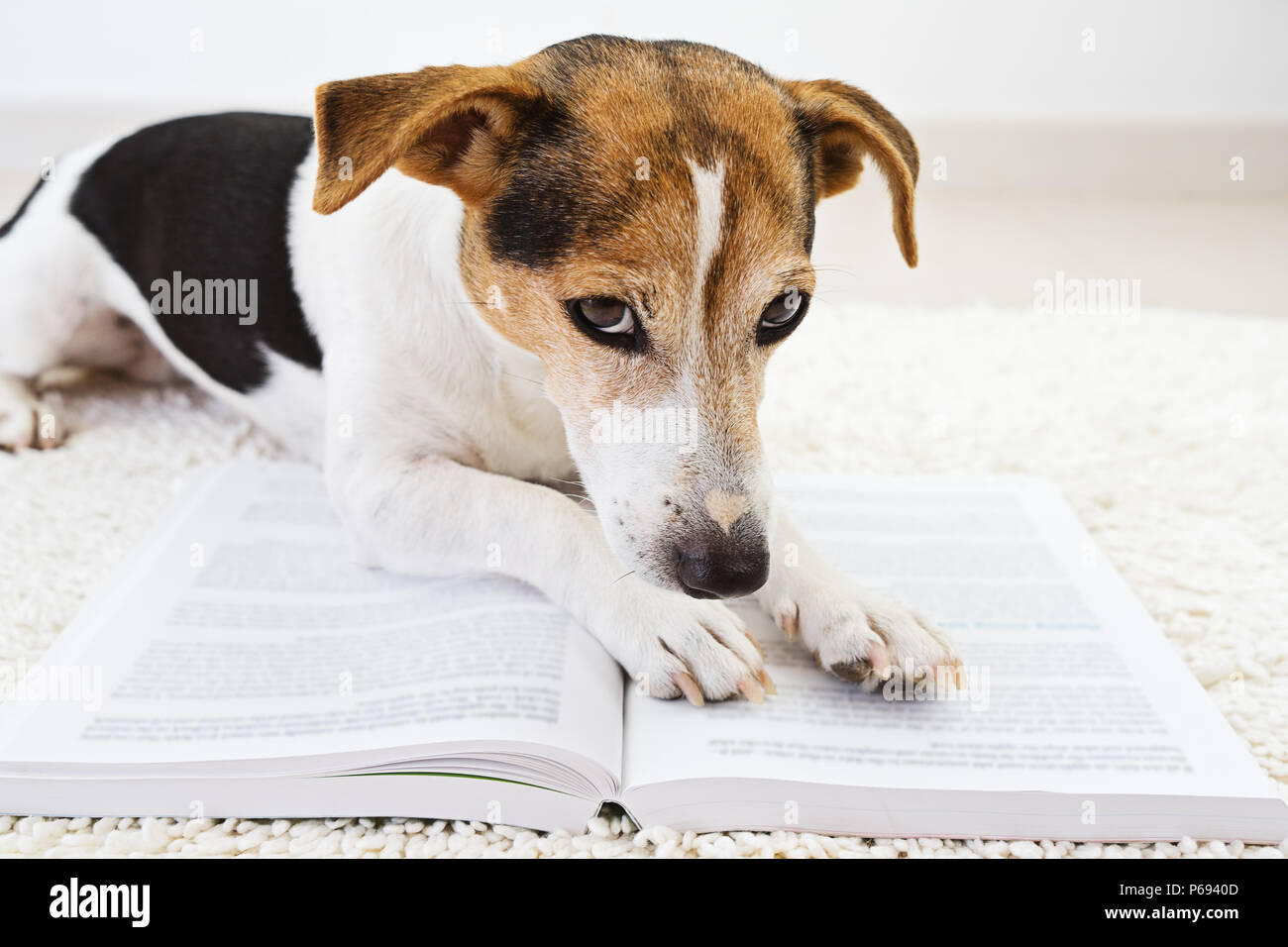 Smart cute jack russell terrier dog lying with an open book and looking at pages. Back to school