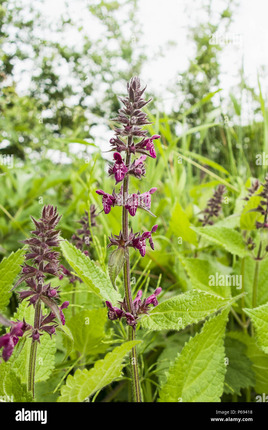Hedge woundwort, Stachys sylvatica flowering in north east England Stock Photo