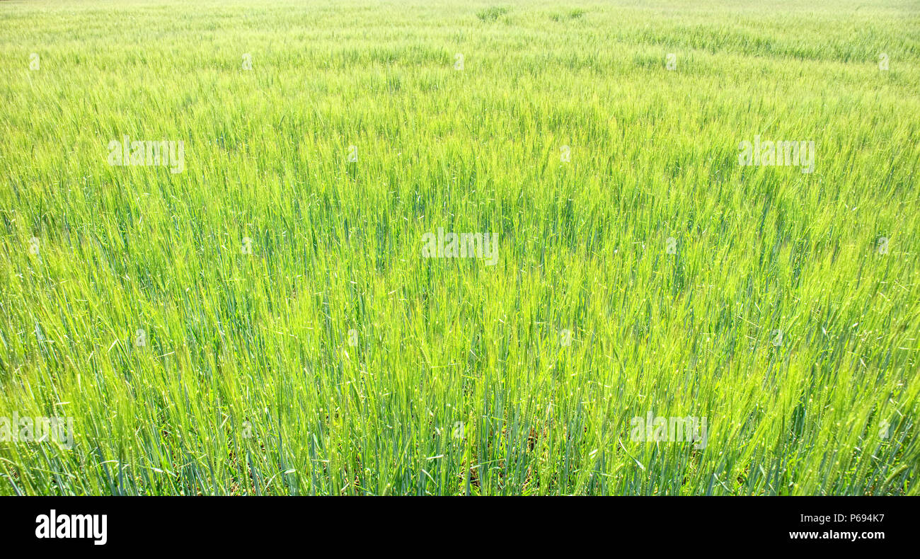 A lovely photograph of a growing wheatfield .  Photograph taken in Scotland in the summer of 2018. Stock Photo
