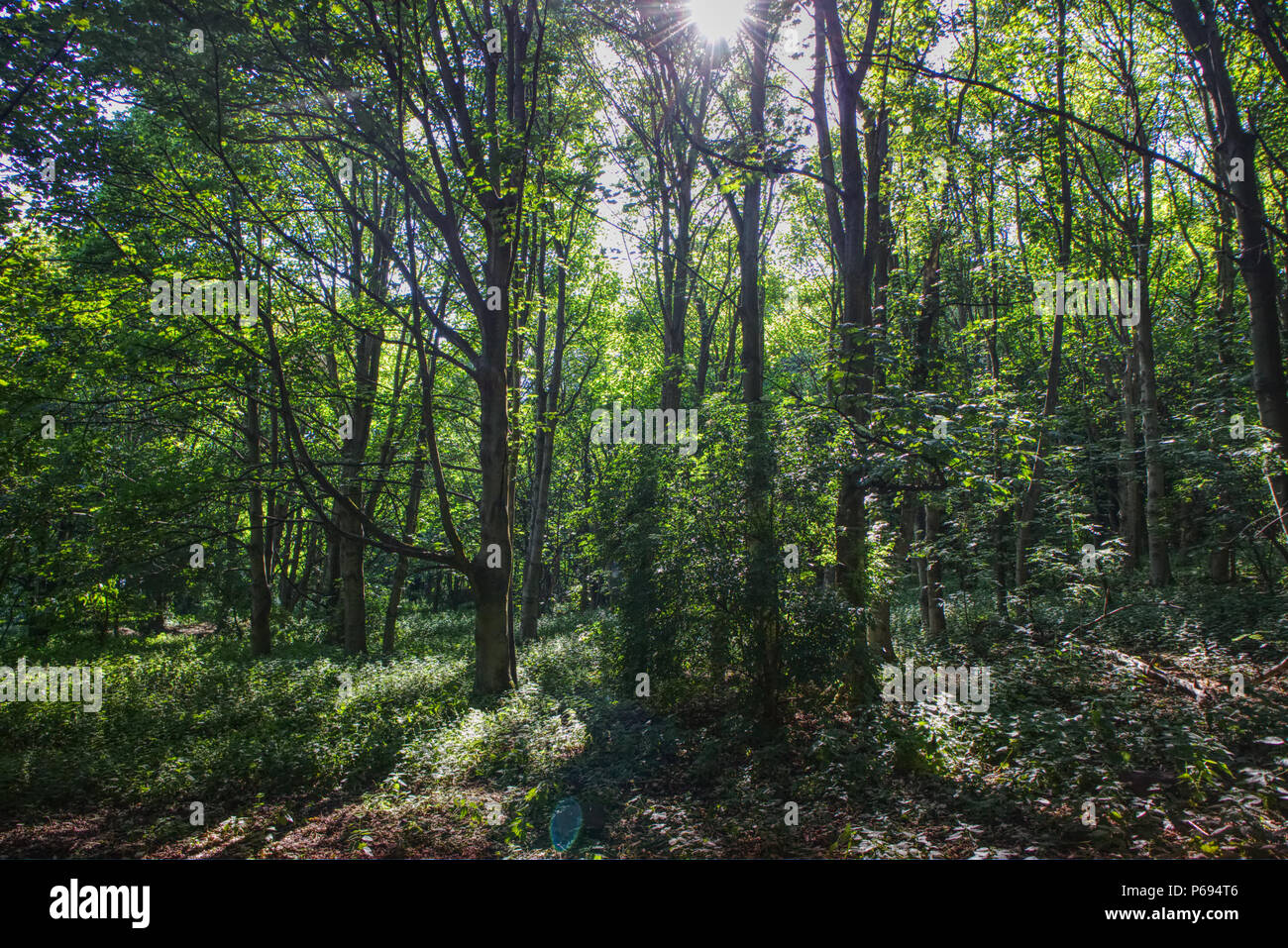 A photograph of the forest inside the natural reserve of Corstorphine hil with lovely shots of sunrays in Edinburgh, Scotland, United Kingdom Stock Photo