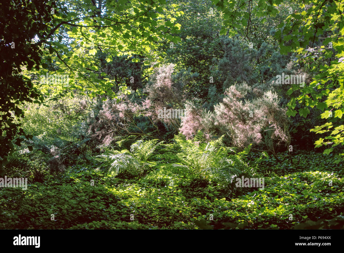 A photograph of the forest inside the natural reserve of Corstorphine hil with lovely shots of sunrays in Edinburgh, Scotland, United Kingdom Stock Photo