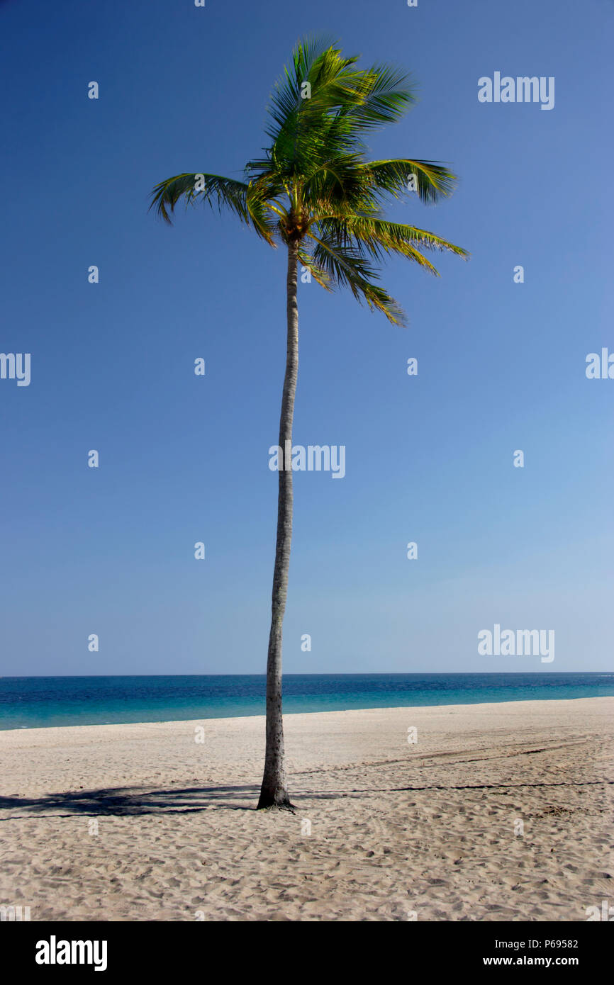 A single palm tree stands on the white sands of a sunny beach Stock ...