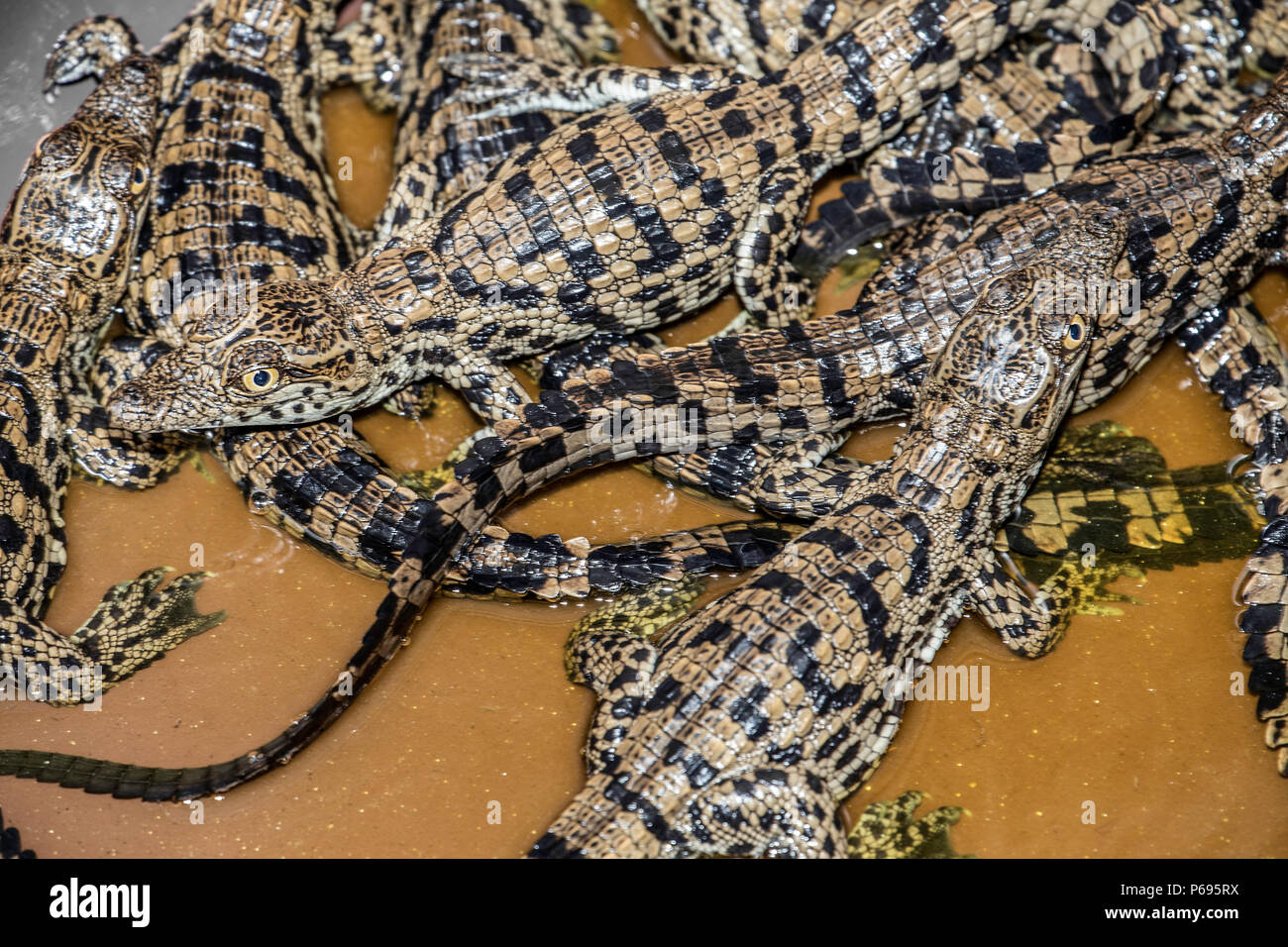 Baby Nile Crocodiles - Crocodylus Niloticus - hatchlings just emerged from shells. Stock Photo