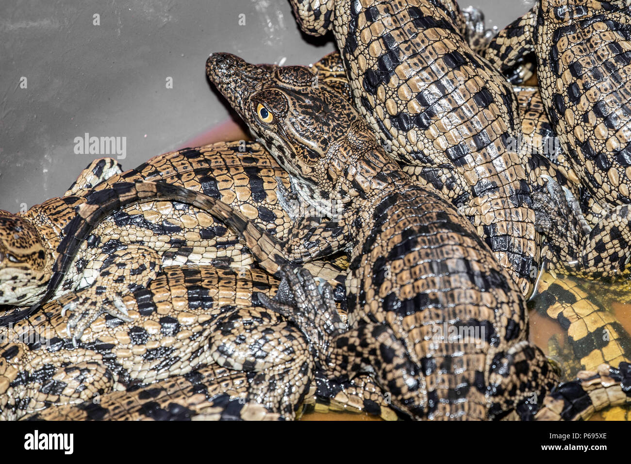 Baby Nile Crocodiles - Crocodylus Niloticus - hatchlings just emerged from shells. Stock Photo