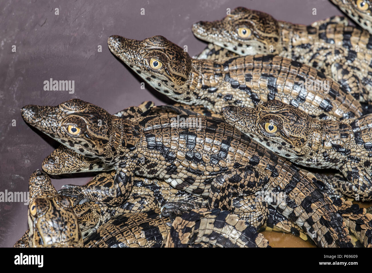 Baby Nile Crocodiles - Crocodylus Niloticus - hatchlings just emerged from shells. Stock Photo