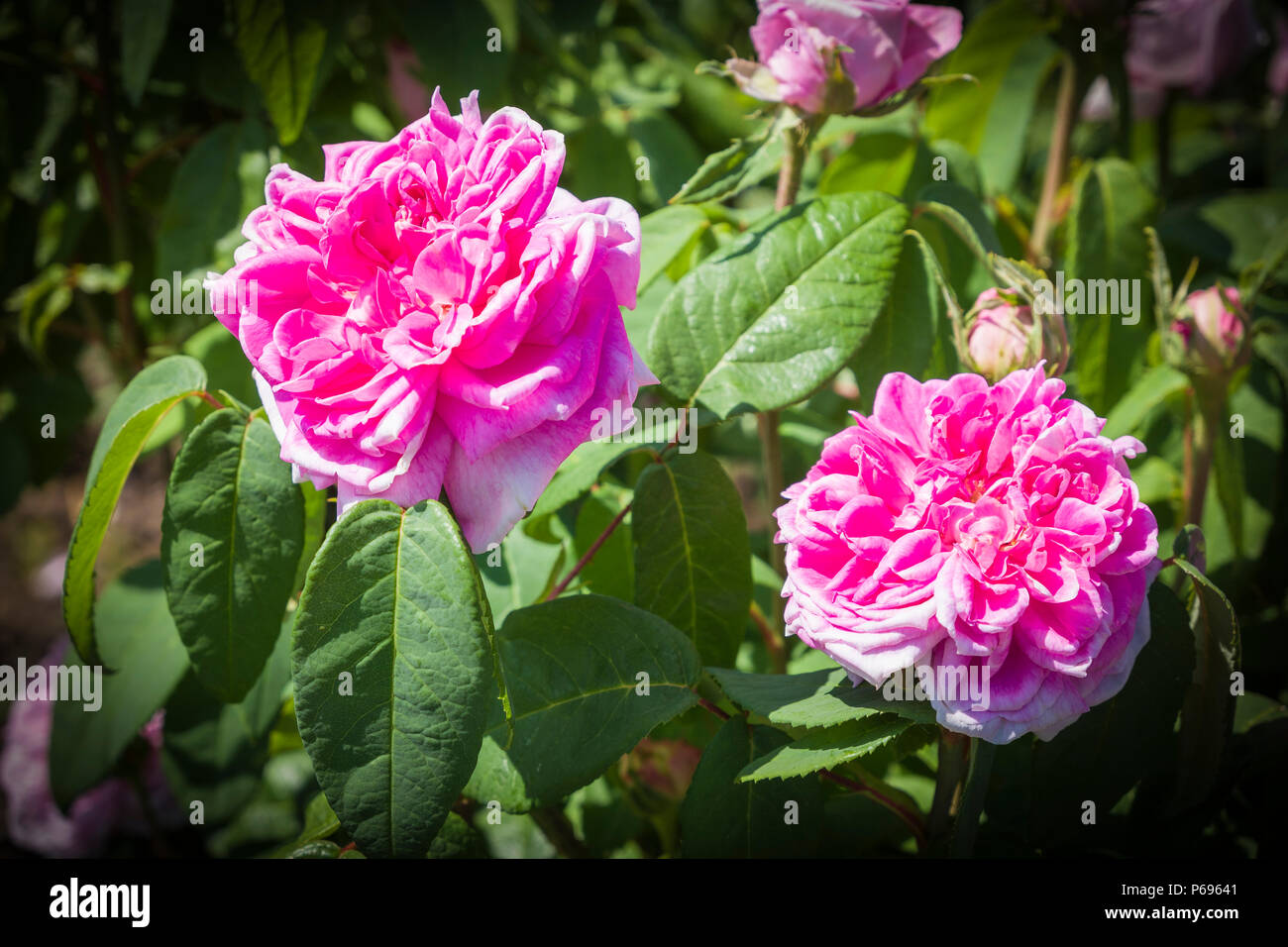 Hybrid Perpetual Rosa Enfant de France in full flower in June in an English garden in UK Stock Photo