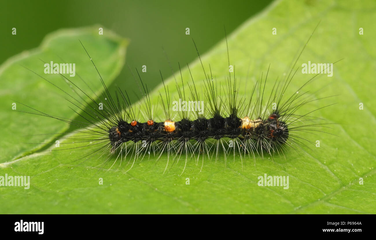 Vapourer Moth caterpillar early instar (Orgyia antigua) resting on leaf. Tipperary, Ireland Stock Photo