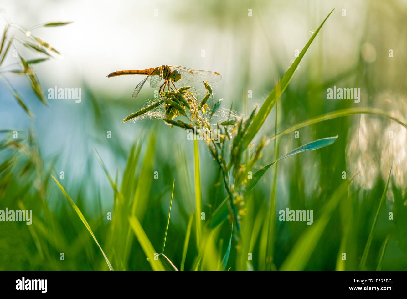 Dragonfly Sitting On A Blade Of Grass High Resolution Stock Photography ...