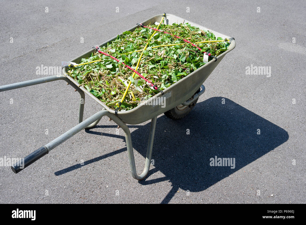A loaded wheelbarrow with a secure load of fresh shrubby shreddings prior to composting in UK Stock Photo