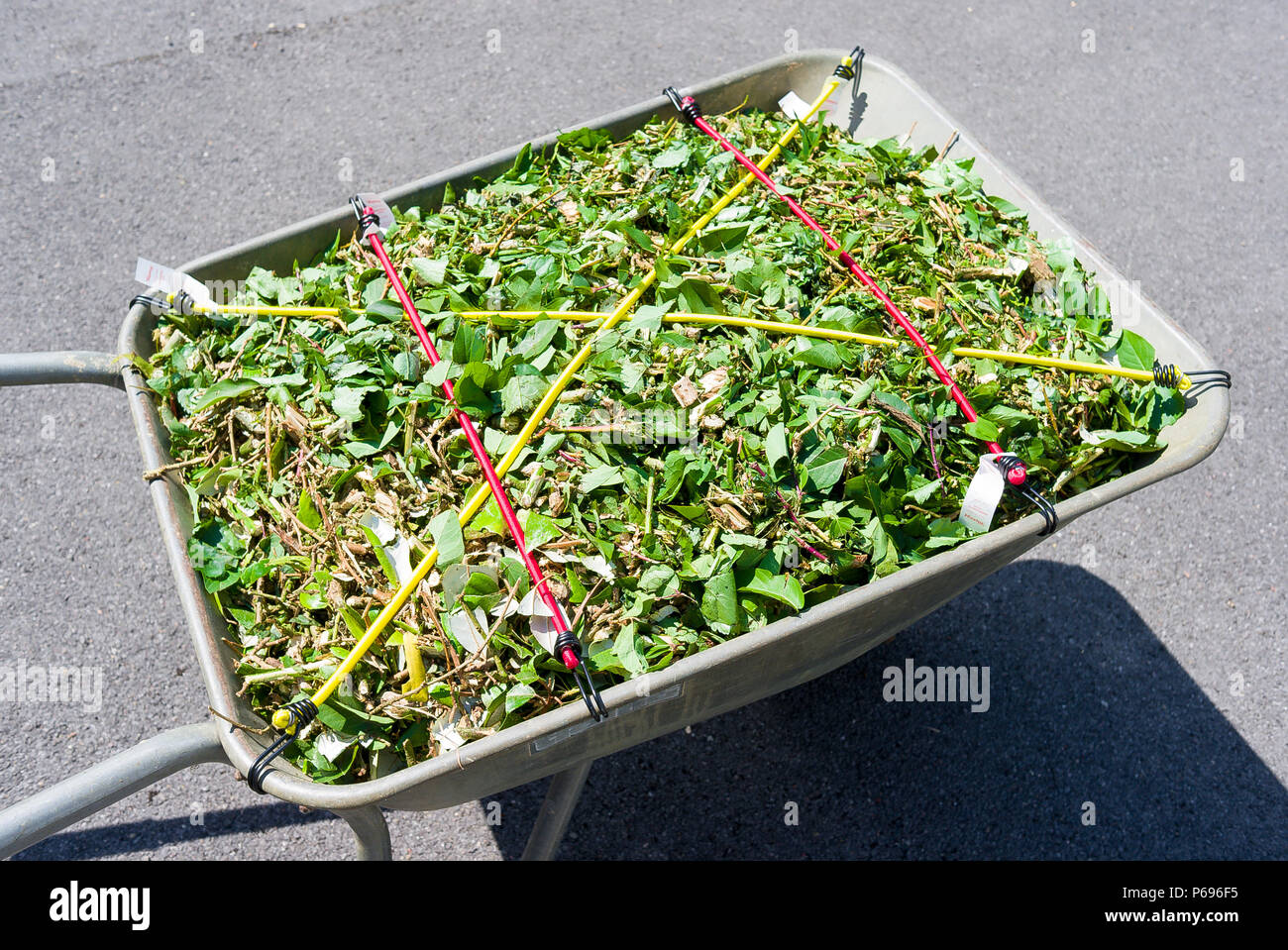 A loaded wheelbarrow with a secure load of fresh shrubby shreddings prior to composting in UK Stock Photo