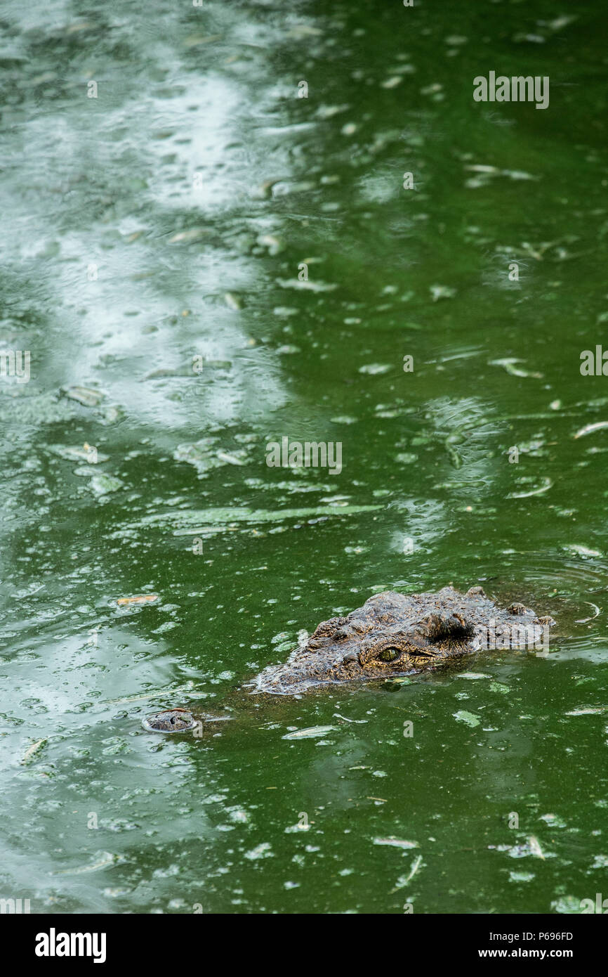 Nile Crocodile - Crocodylus Niloticus - head emerging in water with green algae. Portrait Stock Photo