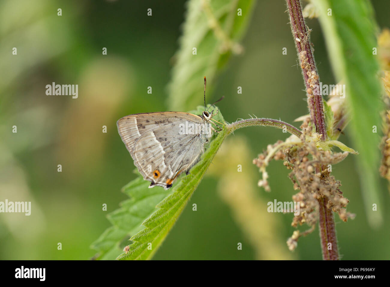 A purple hairstreak butterfly, Neozephyrus quercus, with wings closed resting on a nettle growing under oak trees. North Dorset England UK GB Stock Photo