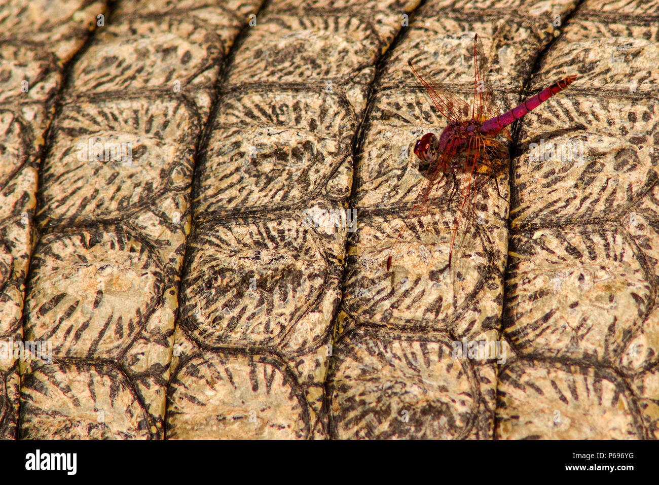 Nile Crocodile - Crocodylus Niloticus - showing close up of back with Red Veined Darter Dragon Fly - Sympetrum fonscolombii - Stock Photo