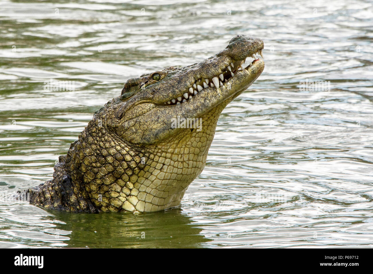 Nile Crocodile - Crocodylus Niloticus - with head up to swallow. Stock Photo