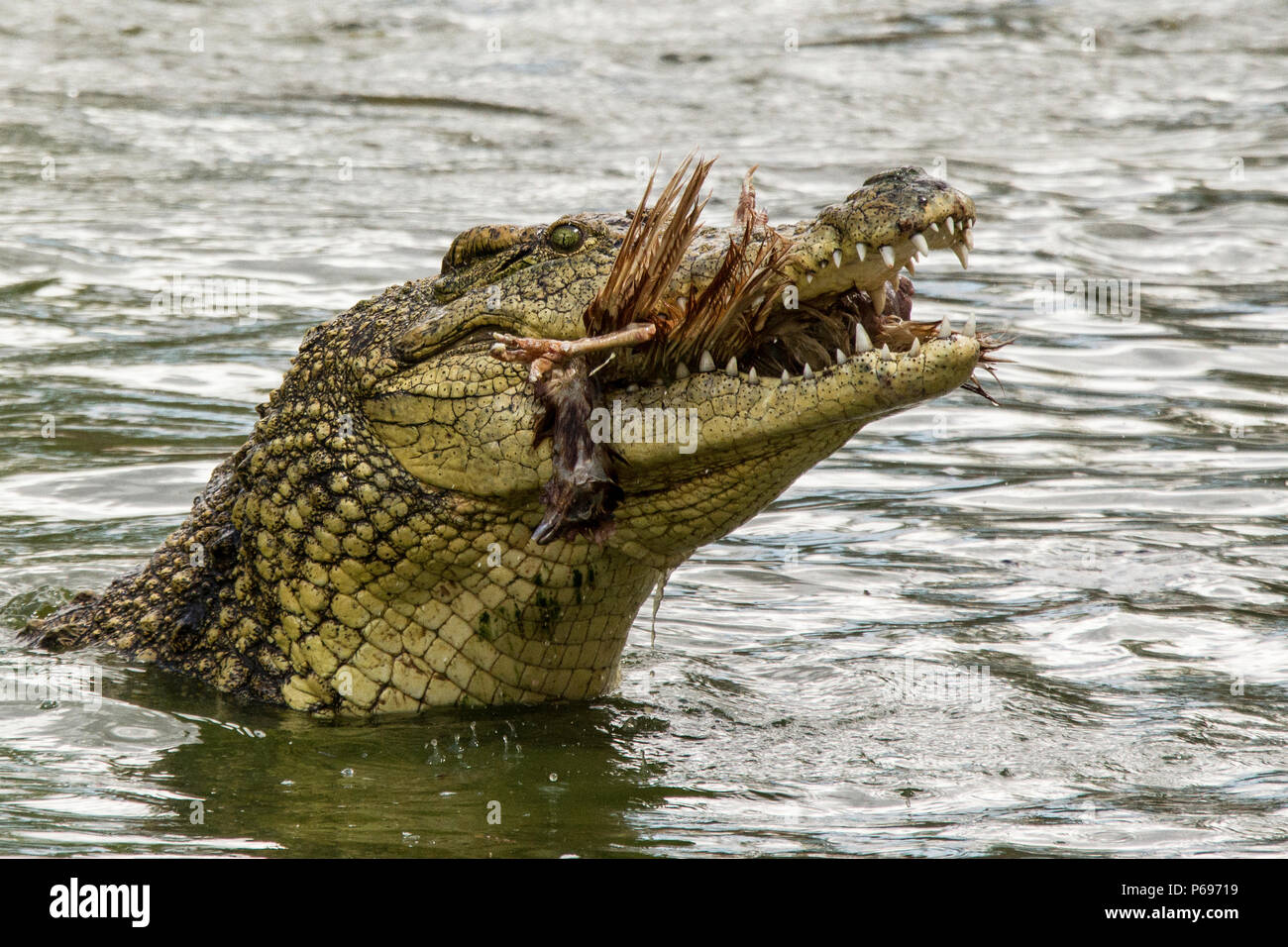 Nile Crocodile - Crocodylus Niloticus - with head up to swallow large bird. Stock Photo