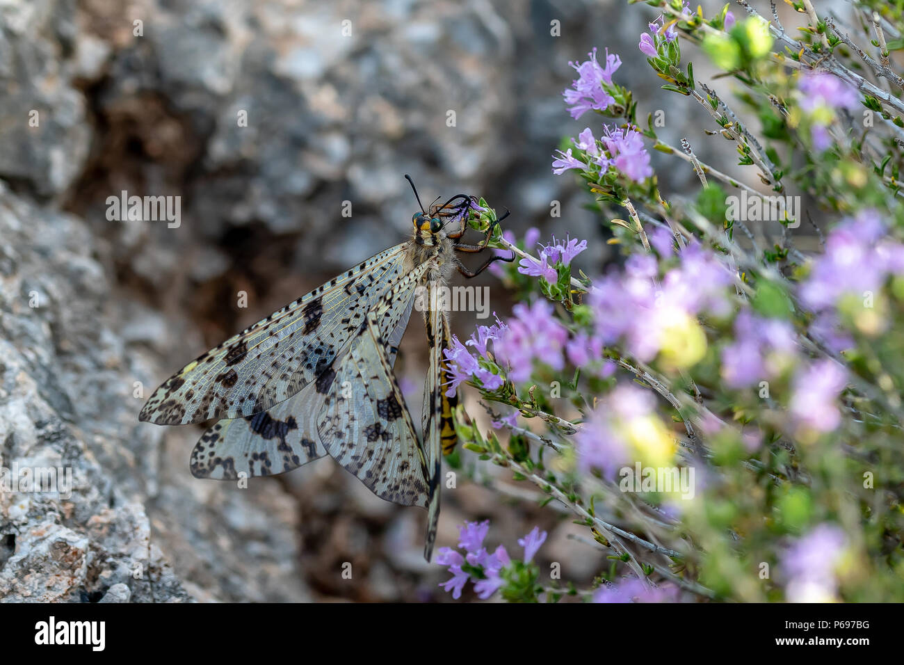 An adult antlion feeds on a wildflower on a hill side in Greece Stock Photo