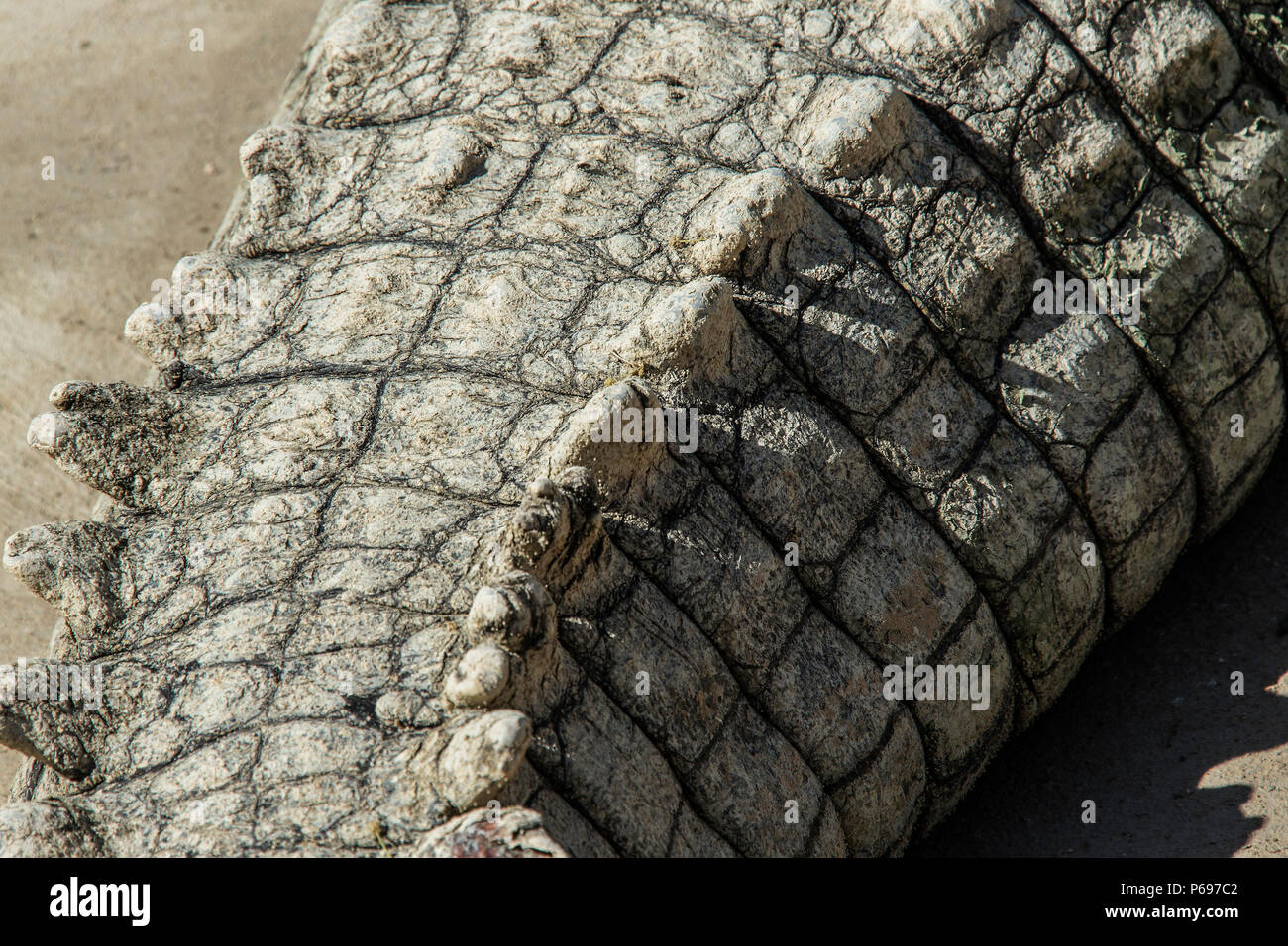 Nile Crocodile - Crocodylus Niloticus - Close up of top of tail. Stock Photo