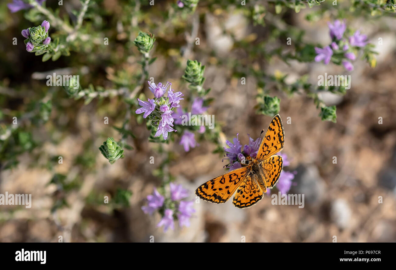 Butterfly rests on wildflower hi-res stock photography and images - Alamy
