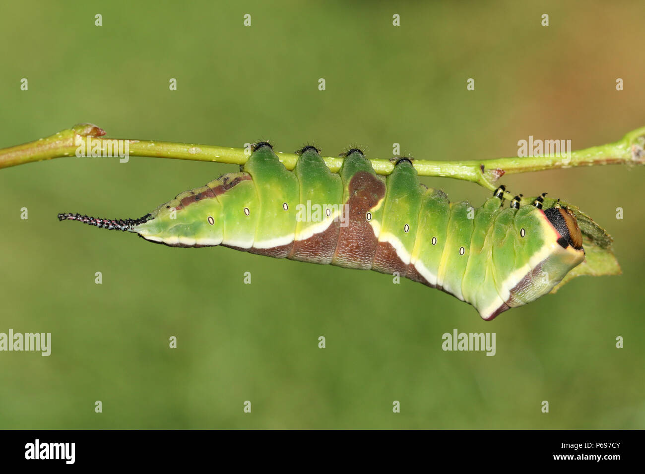 A stunning Puss Moth Caterpillar (Cerura vinulais) resting upside down ...