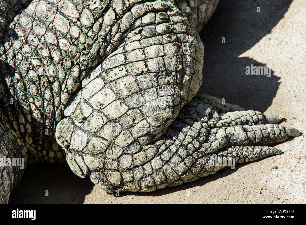 Nile Crocodile - Crocodylus Niloticus - Close up of foot. Stock Photo