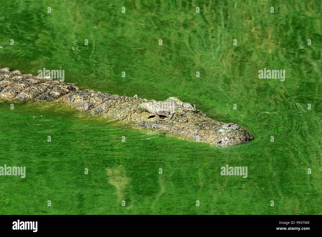 Nile Crocodile - Crocodylus Niloticus - swimming through water with green algae. Stock Photo