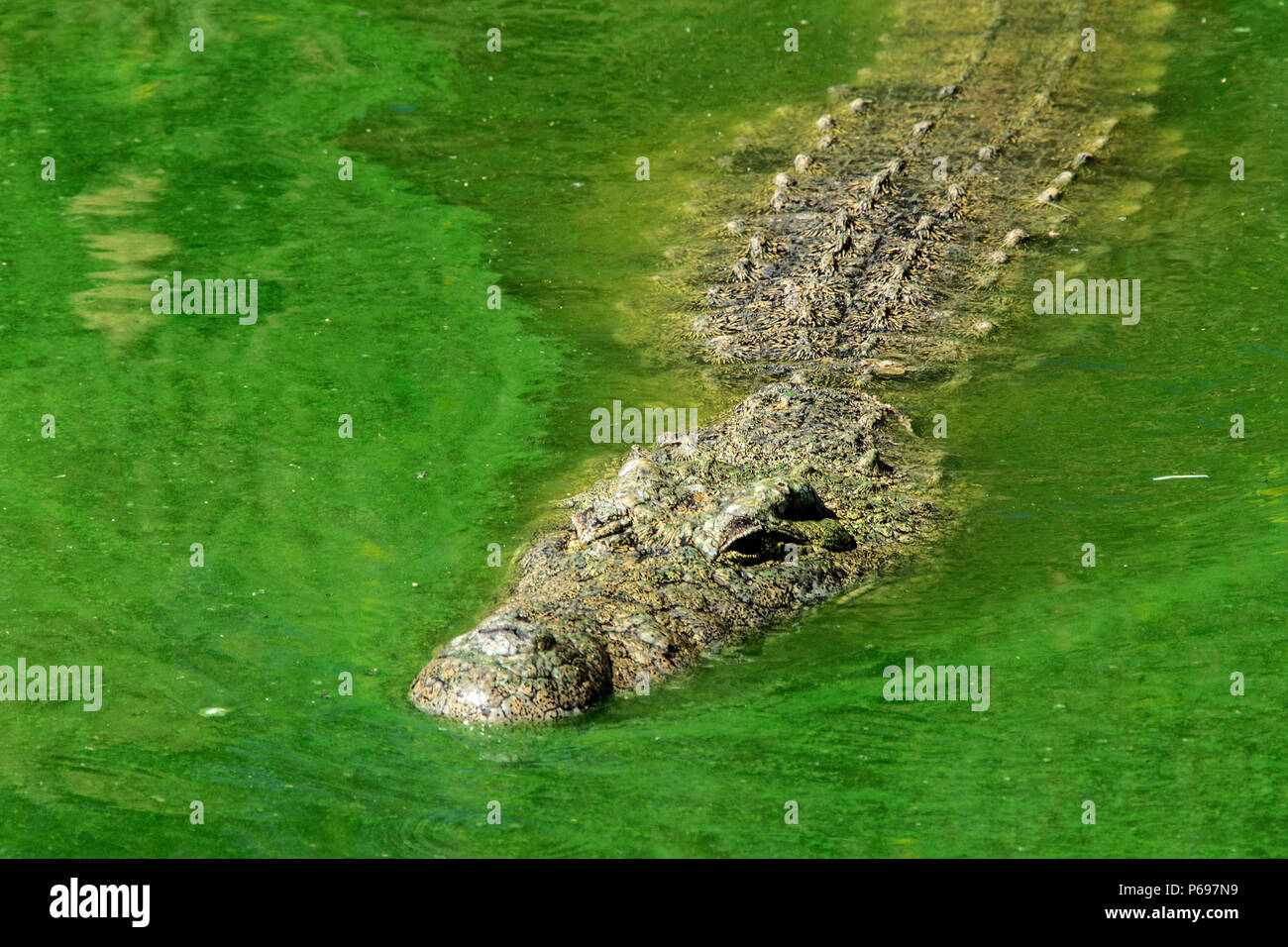 Nile Crocodile - Crocodylus Niloticus - swimming through water with green algae. Stock Photo