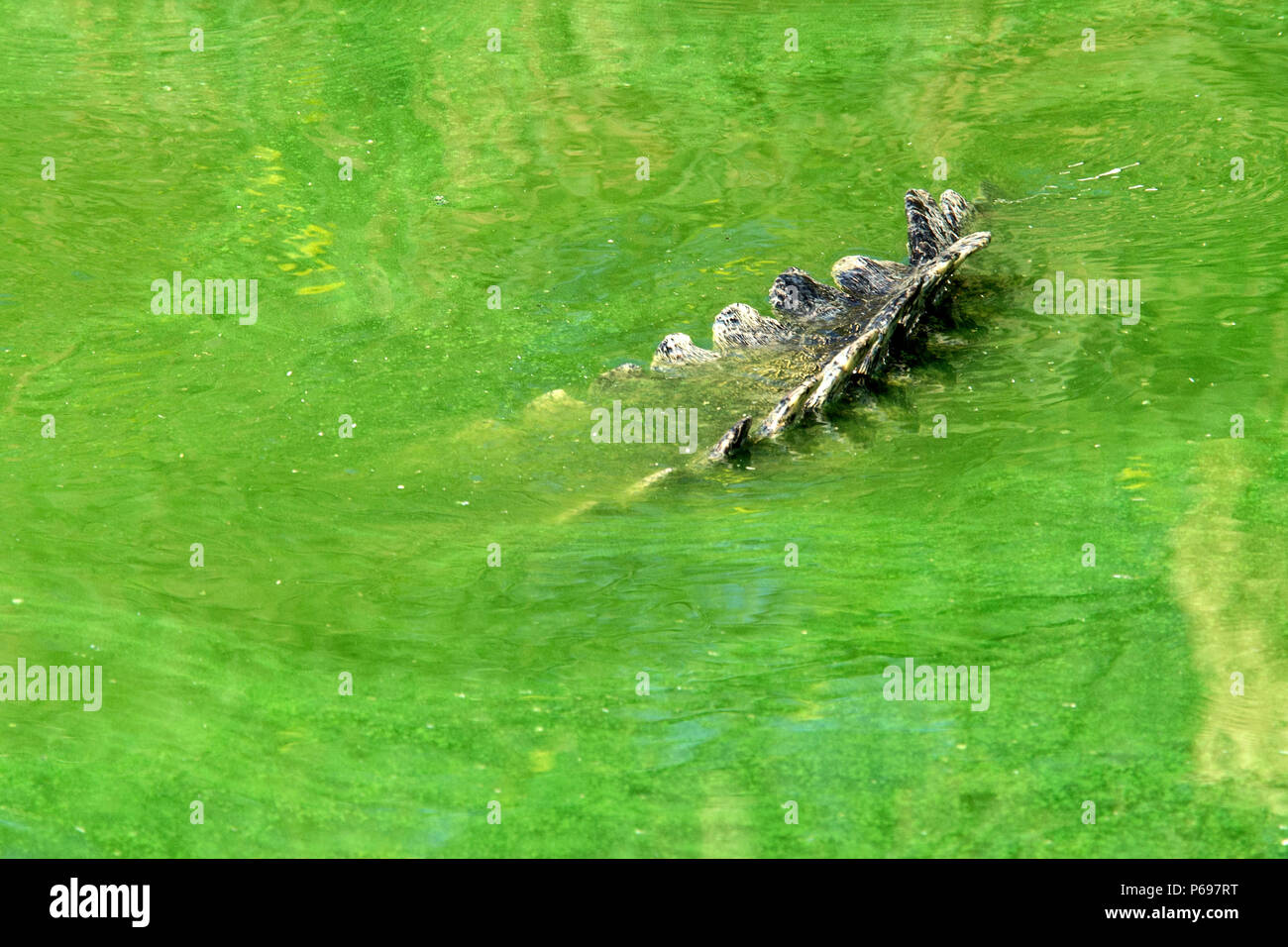 Nile Crocodile - Crocodylus Niloticus - showing tail in water with green algae. Stock Photo