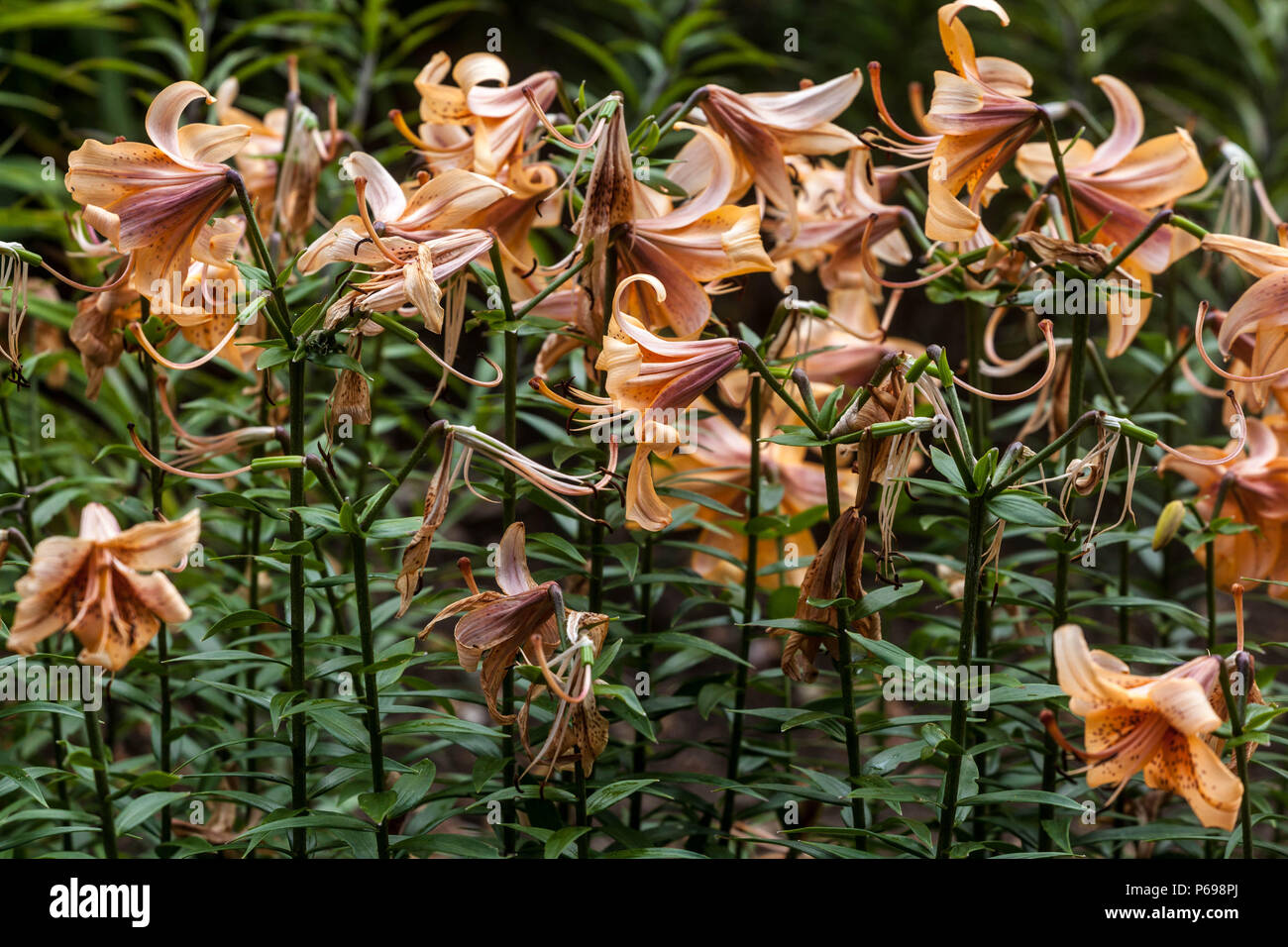 Lily flower beds hires stock photography and images Alamy