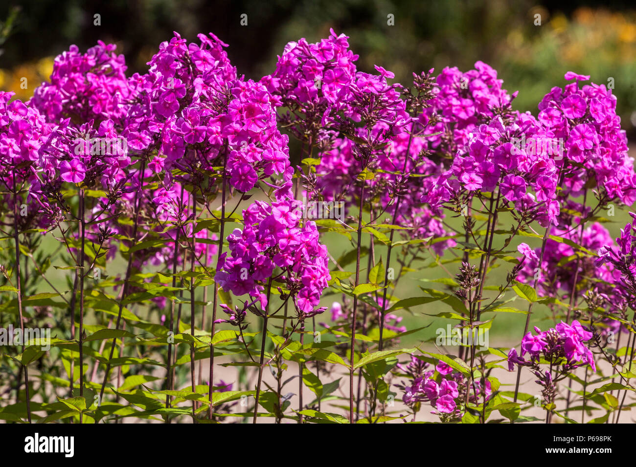 Largeleaf Phlox, Purple Phlox amplifolia ' Winnetou ' Stock Photo