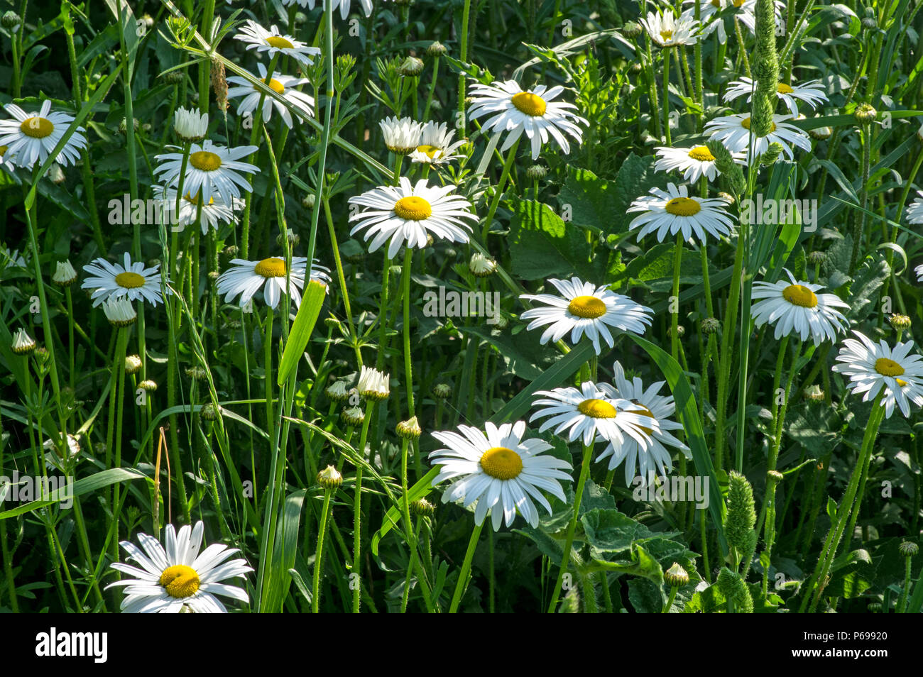 Common along roadsides and field edges, often amenity planted. Stock Photo