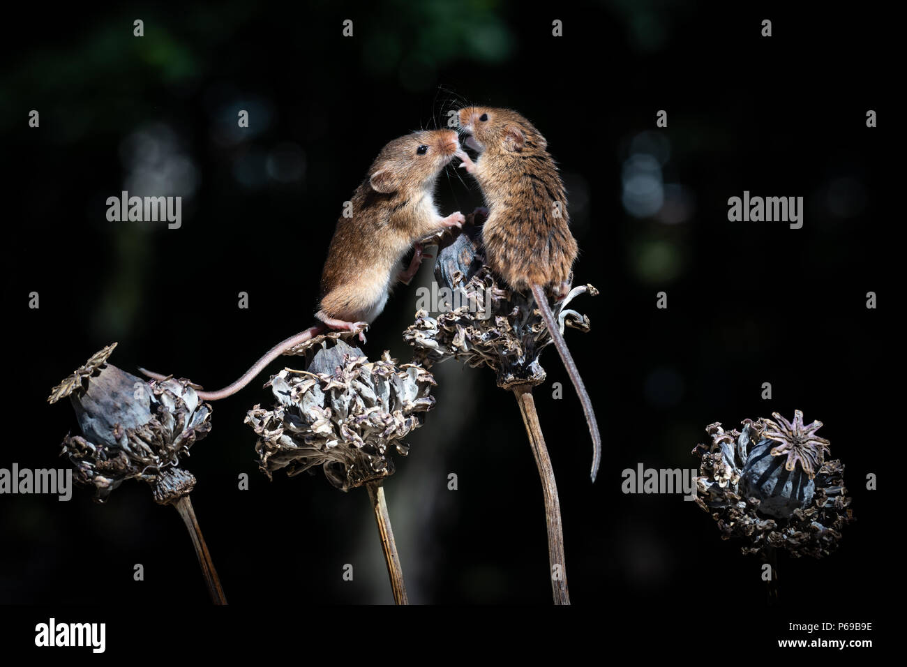 Two mice close together on top of flower head, one with claw up Stock Photo