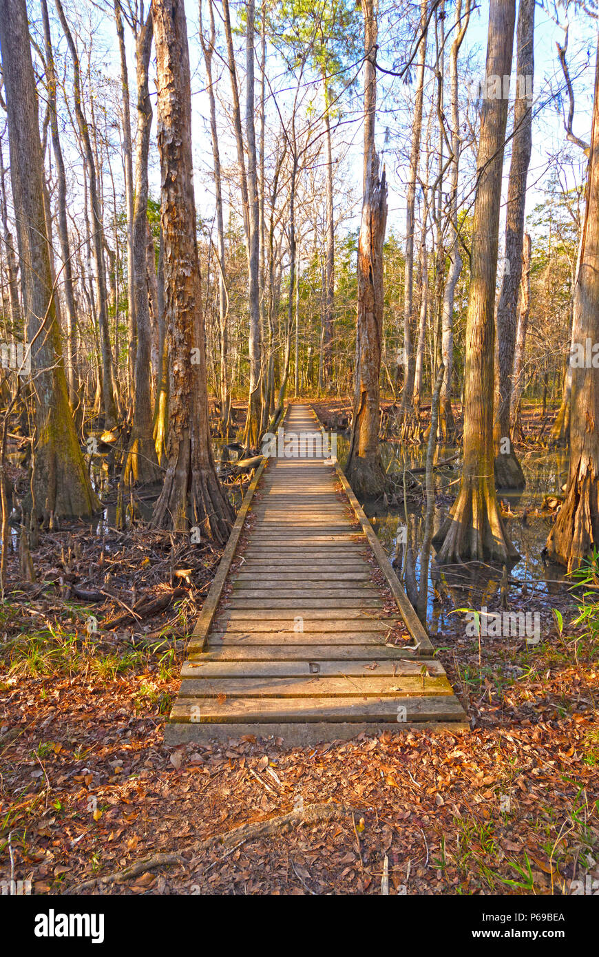 Boardwalk into a Bottomland Forest in Congaree National Park in South Carolina Stock Photo
