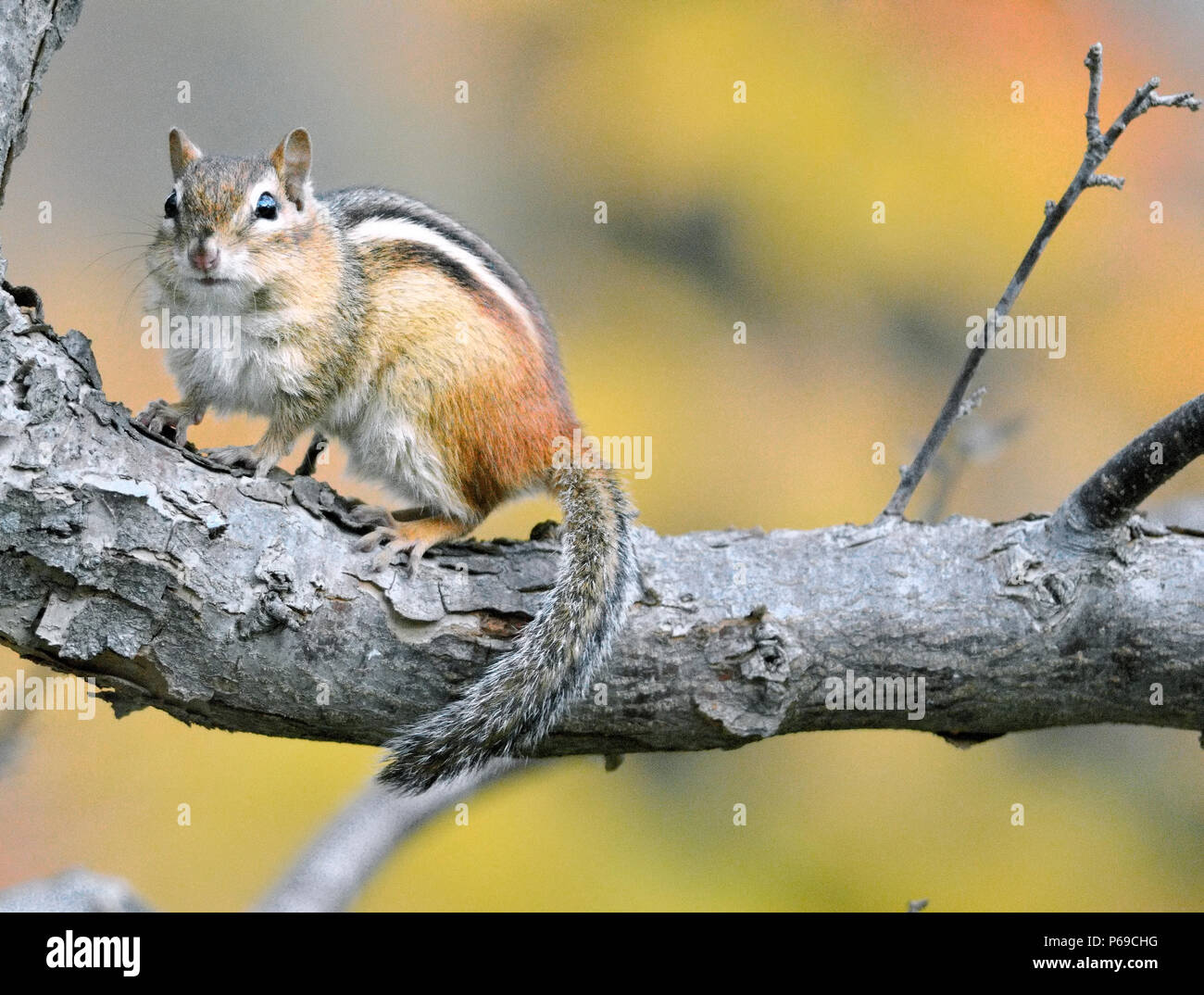 Eastern chipmunk; Eutamias, perched on a tree branch. Stock Photo
