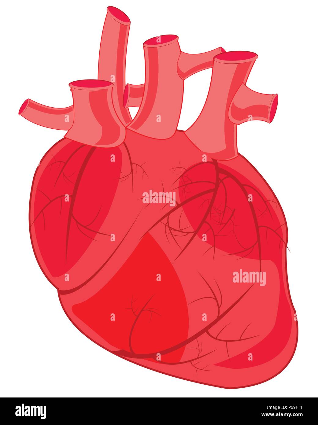 Internal organ of the person heart Stock Vector Image & Art - Alamy