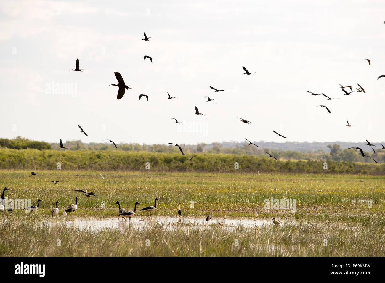 Birds of Northern Australia Stock Photo