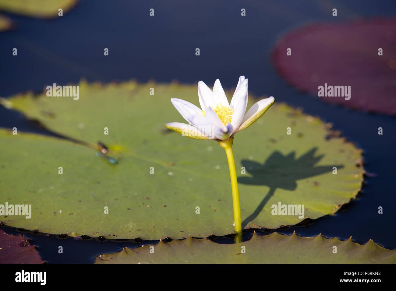 Waterlily of Northern Australia. These water lilies often grow in