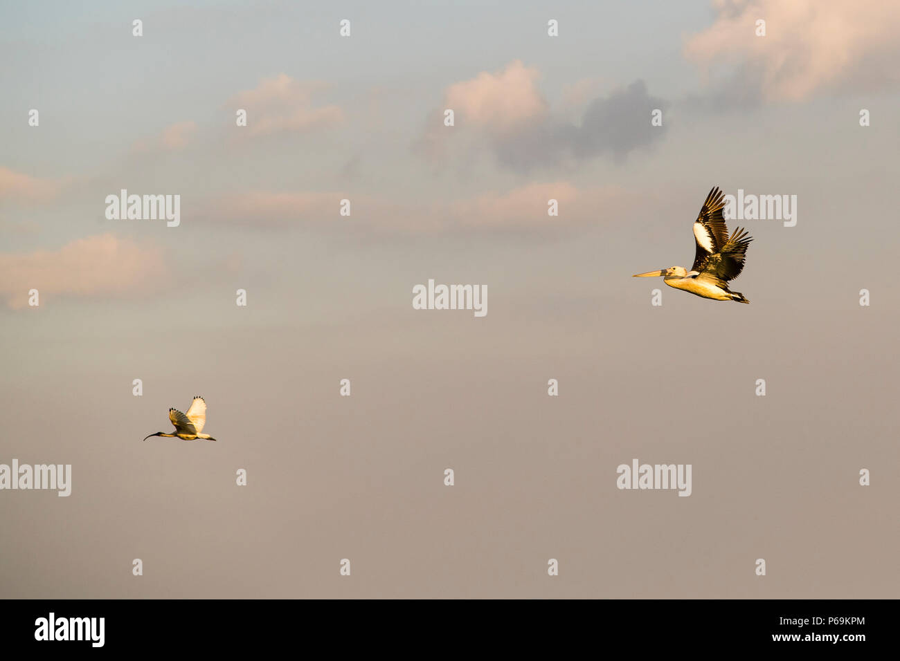 Ibis and Pelican of Northern Australia Stock Photo