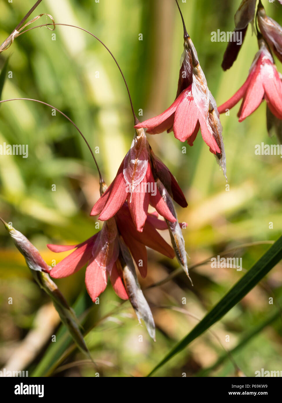 Coral pendant flowers of the South African angel's fishing rod perennial, Dierama igneum Stock Photo