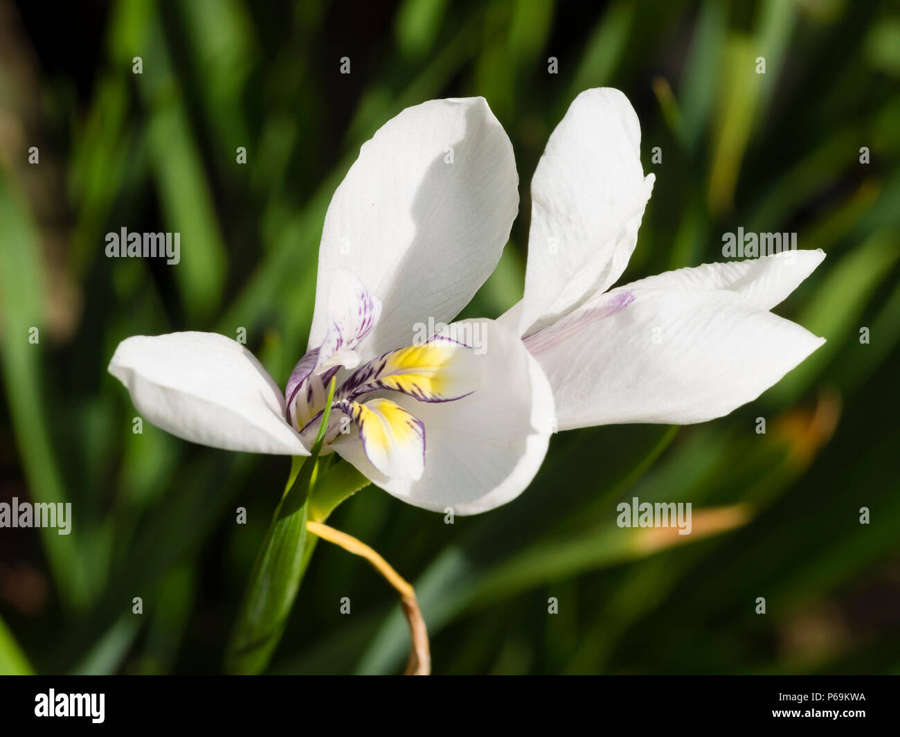 White,early summer flowers of the butterfly flag, Diplarrena moraea Stock Photo