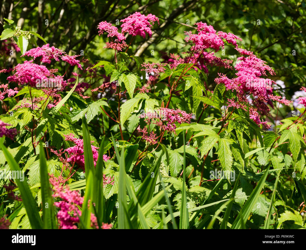 Frothy heads of red-pink summer flowers of the perennial meadowsweet, Filipendula palmata Rubra Stock Photo