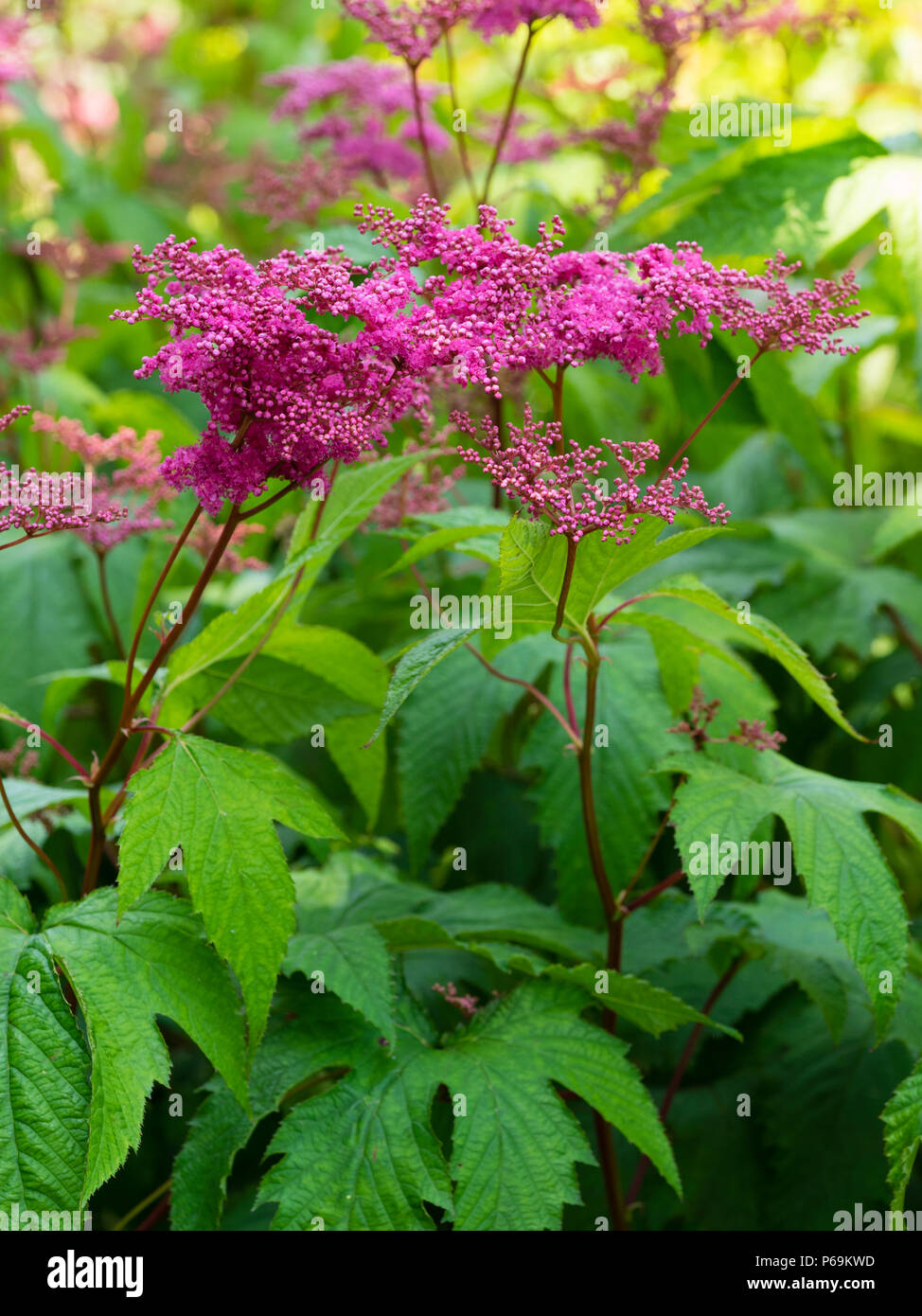 Frothy heads of red-pink summer flowers of the perennial meadowsweet, Filipendula palmata Rubra Stock Photo