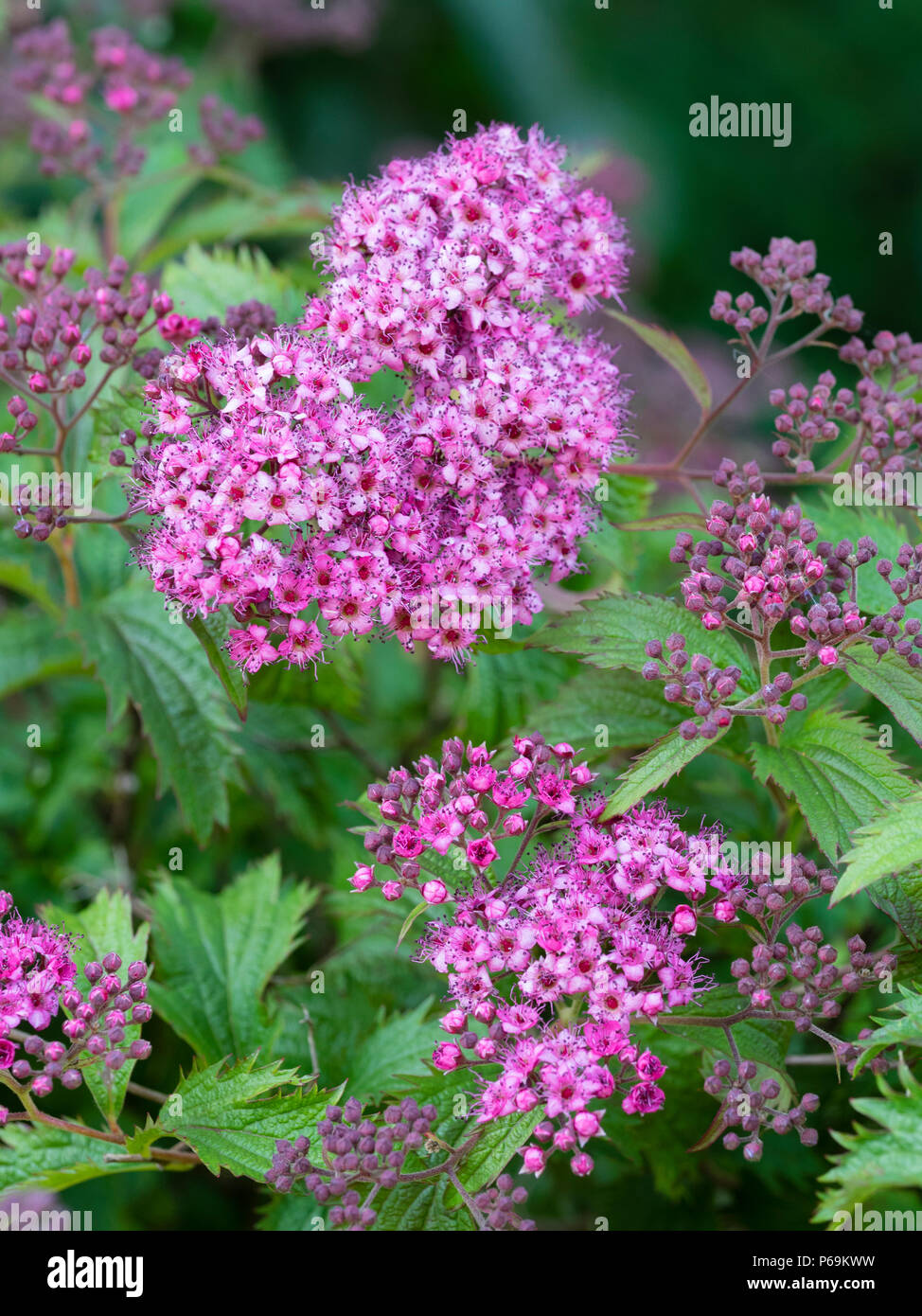 Beechwood Landscape Architecture And Construction Goldflame Spirea