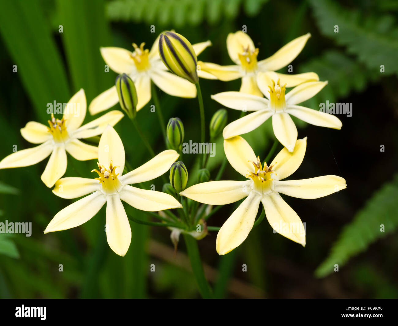 Clusters of dark striped yellow flowers of the summer blooming hardy bulb, Triteleia ixioides 'Starlight' Stock Photo