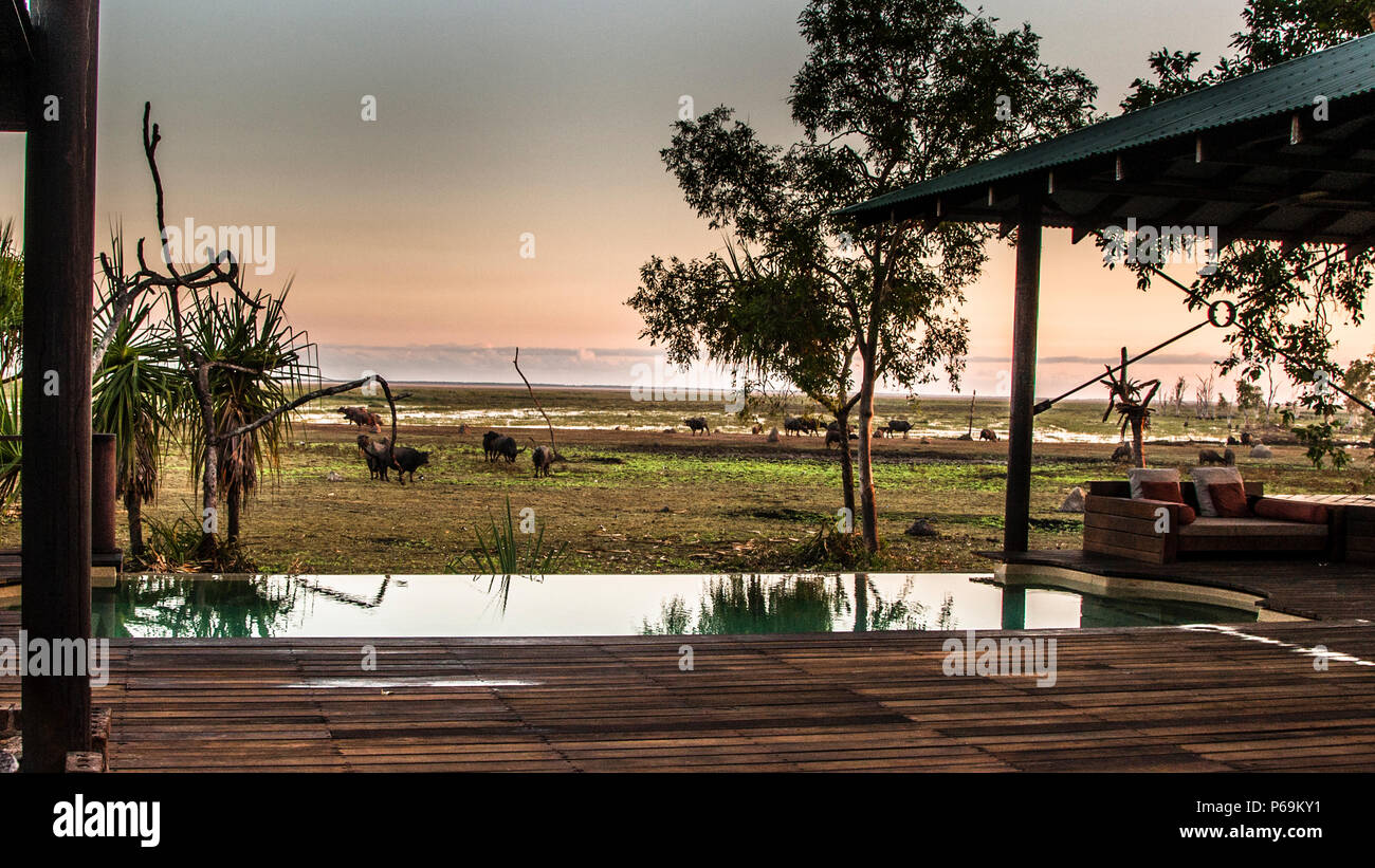 Sunset with Water Buffalos at Bamurru Plains Lodge, Northern Territory, Australia Stock Photo