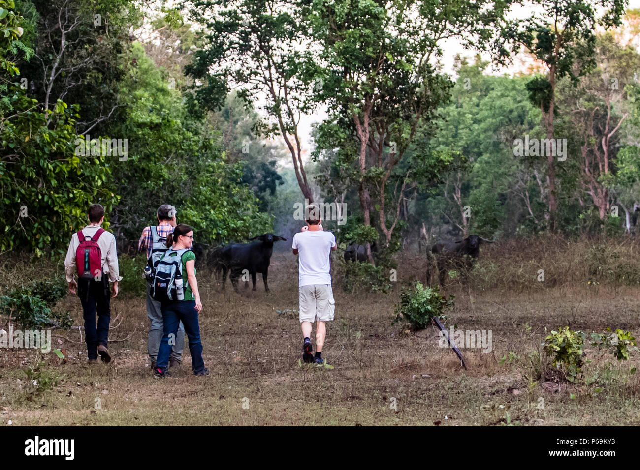 Hiking with Water Buffalos in the Northern Territory, Australia. When encountering water buffalo, mutual respect helps. It is important that the animals do not feel cornered Stock Photo
