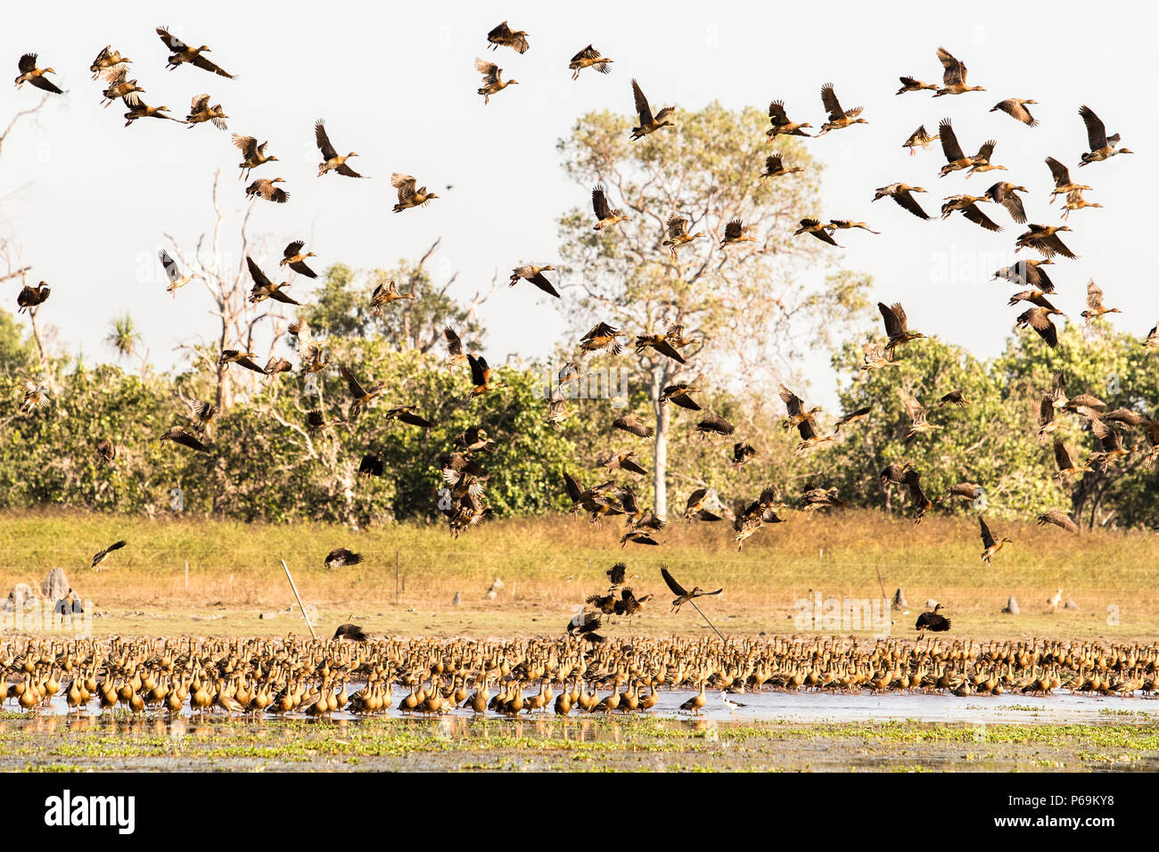 Flock of Magpie Geese  takes to the skies in Northern Australia Stock Photo