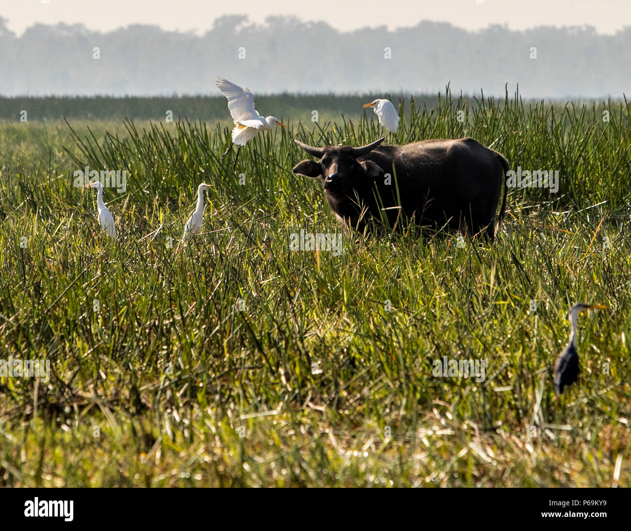 Water buffaloes can be recognized from a distance by the egrets sitting on them in Northern Australia Stock Photo