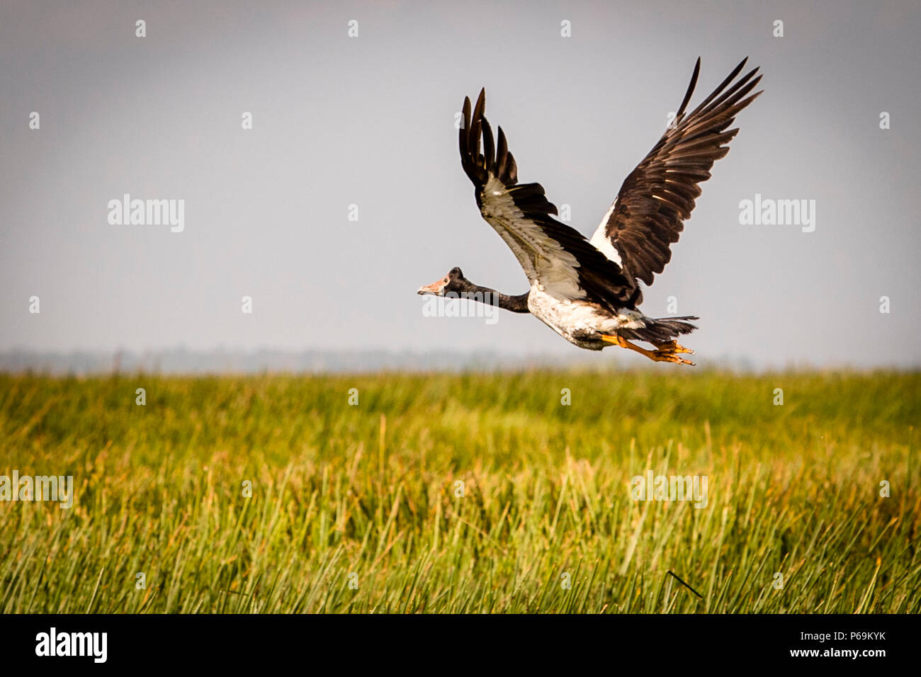 Magpie Goose of Northern Australia in flight. Excitedly the split-footed goose takes off Stock Photo